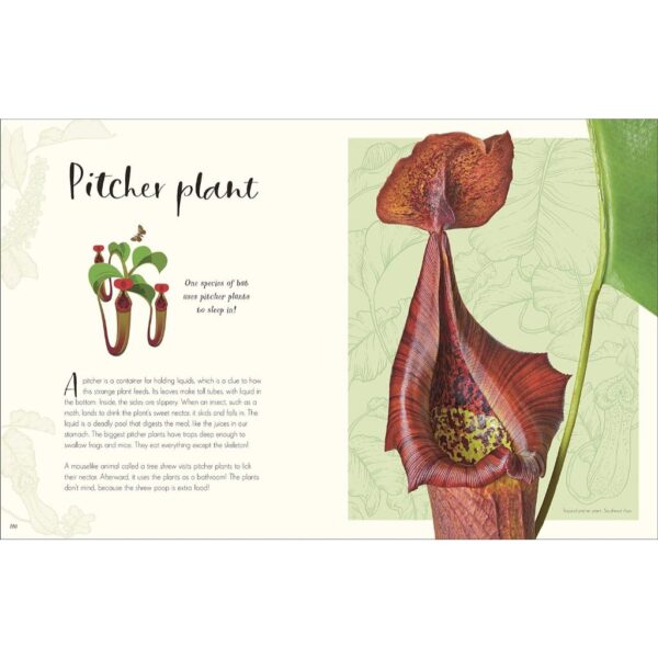 9780241682661-04.jpg (Eng) (Hardcover) (ใหม่มือ1 มีตำหนิเล็กน้อย) The Wonders of Nature / Ben Hoare / DK