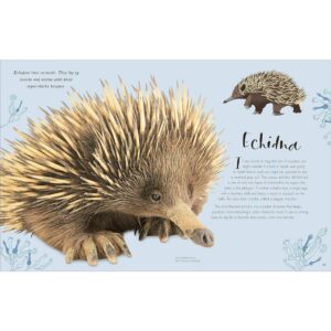 9780241682661-07.jpg (Eng) (Hardcover) (ใหม่มือ1 มีตำหนิเล็กน้อย) The Wonders of Nature / Ben Hoare / DK