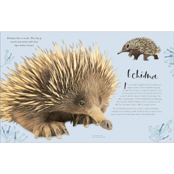 9780241682661-07.jpg (Eng) (Hardcover) (ใหม่มือ1 มีตำหนิเล็กน้อย) The Wonders of Nature / Ben Hoare / DK