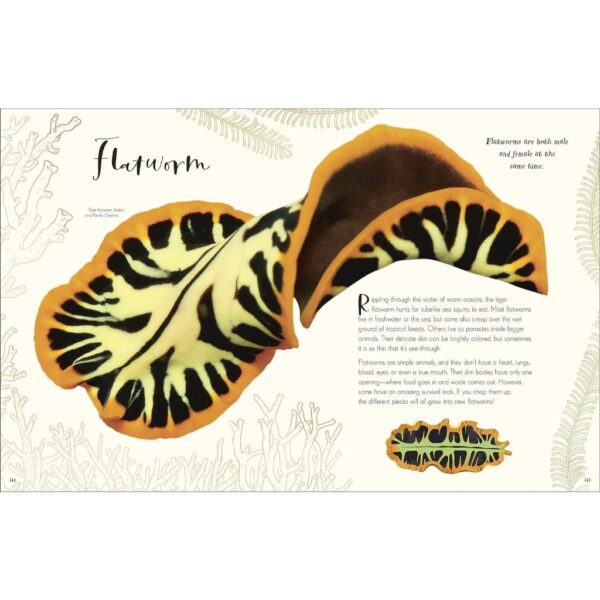 9780241682661-08.jpg (Eng) (Hardcover) (ใหม่มือ1 มีตำหนิเล็กน้อย) The Wonders of Nature / Ben Hoare / DK
