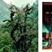 (Eng) Kinfolk Wilderness (Kinfolk Adventures) [Hardcover]