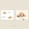 (ปกแข็ง) ลูกแกะน้อยแฮร์รี่ / ชิโรอิ อายะ / ณิชยา รักเกียรติงาม / Sandclock Books