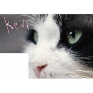 Kedi / เมืองแมว / documentary club