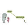 [SET 4 เล่ม] ช้างเบิ้มกับหมูน้อย (Elephant and Piggie) / โม วิลเลมส์ Mo Willems / Barefoot Banana