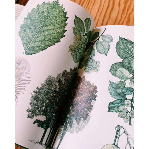 9781786271617-03.jpg Around the world in 80 trees (ENG-hardcover) / Jonathan Drori เขียน Lucille Clerc วาด / Laurence king