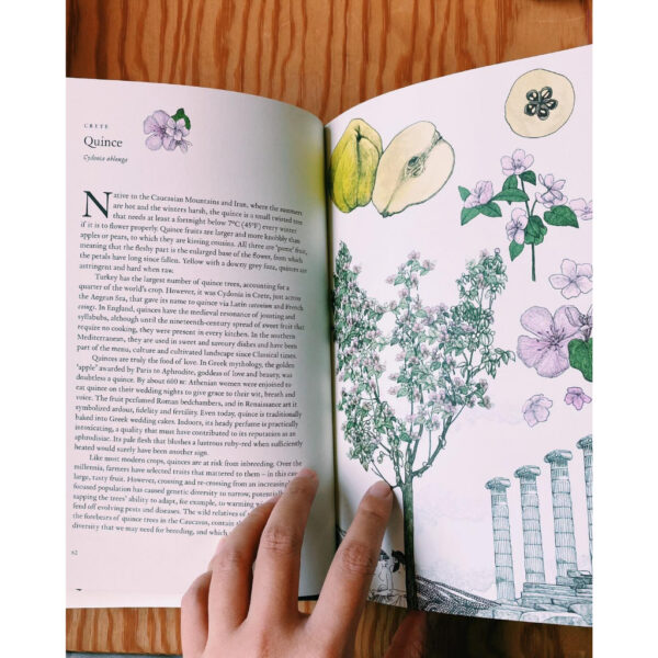 9781786271617-04.jpg Around the world in 80 trees (ENG-hardcover) / Jonathan Drori เขียน Lucille Clerc วาด / Laurence king
