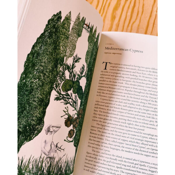 9781786271617-05.jpg Around the world in 80 trees (ENG-hardcover) / Jonathan Drori เขียน Lucille Clerc วาด / Laurence king