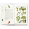 9781786271617-07.jpg Around the world in 80 trees (ENG-hardcover) / Jonathan Drori เขียน Lucille Clerc วาด / Laurence king