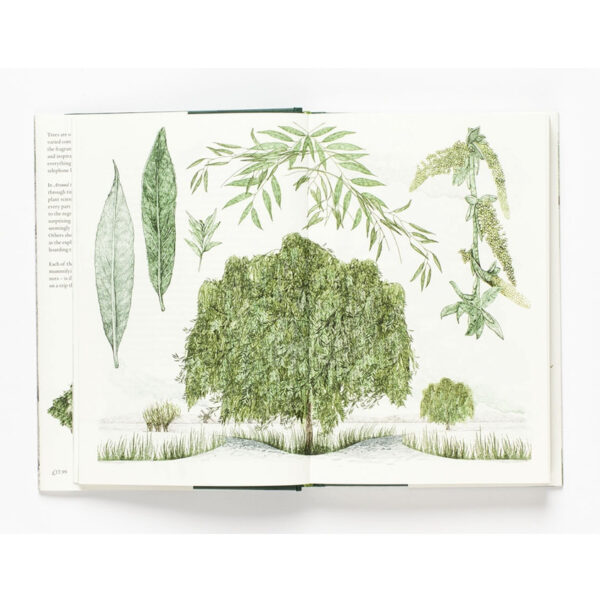 9781786271617-08.jpg Around the world in 80 trees (ENG-hardcover) / Jonathan Drori เขียน Lucille Clerc วาด / Laurence king