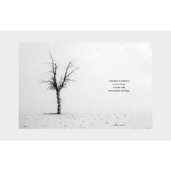The Book of the Tree : Trees in Art [Paperback] / Angus Hyland and Kendra Wilson / Laurence King Publishing