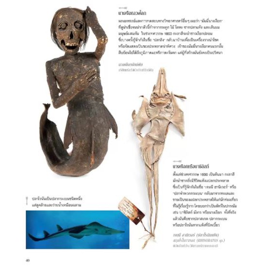 9786160452002-03.jpg สัตว์มหัศจรรย์กับธรรมชาติสุดพิศวง (ปกแข็ง) / Natural History Museum