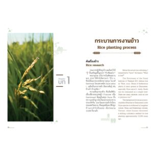 (Thai-Eng) ข้าวใจ Paddy Patters  / The Heartbeat of Thailand