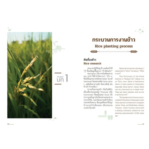 (Thai-Eng) ข้าวใจ Paddy Patters  / The Heartbeat of Thailand