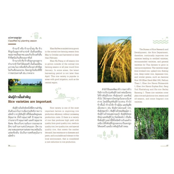 (Thai-Eng) ข้าวใจ Paddy Patters  / The Heartbeat of Thailand